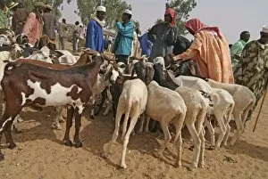 Images Dated 23rd November 2005: Niger, Boubon, sheep farmer selling goats at the market
