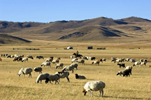 Mongolian Nomads Prints: Nomads herding cattle