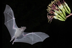 North America, Arizona, Green Valley, lesser long-nosed bat (Leptonycteris yerbabuenae) North America, Arizona, Green Valley, lesser long-nosed bat (Leptonycteris yerbabuenae)