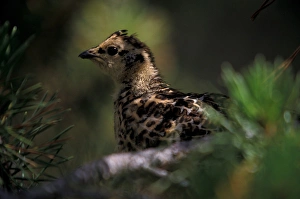 North America, Canada, Banff NP, Ruffed grouse (Bonasa umbellus) North America, Canada, Banff NP, Ruffed grouse (Bonasa umbellus)