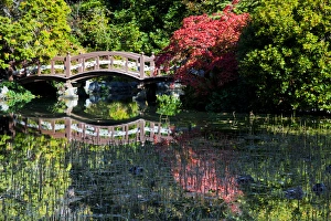 North America, Canada, BC, Victoria, Autumn Color in Maple Trees overlooking Pond with North America, Canada, BC, Victoria, Autumn Color in Maple Trees overlooking Pond with