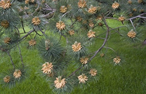North America, Canada, PEI, Cavendish, Red Pine Tree Cones North America, Canada, PEI, Cavendish, Red Pine Tree Cones