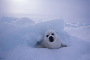 North America, Canada, Quebec, Iles de la Madeleine, Harp seal (Phoca groenlandica) North America, Canada, Quebec, Iles de la Madeleine, Harp seal (Phoca groenlandica)