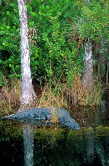 North America, Florida Alligator among cypress trees in Florida Everglades North America, Florida Alligator among cypress trees in Florida Everglades