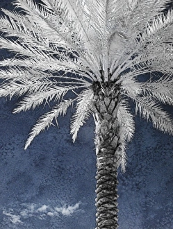 North America, Florida, Orlando, infrared stately palm tree against a blue sky and clouds North America, Florida, Orlando, infrared stately palm tree against a blue sky and clouds