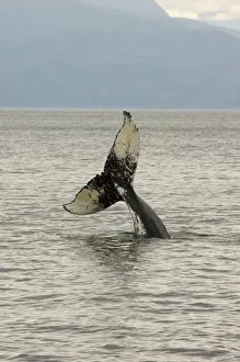 North America, USA, AK, Inside Passage. Humpback Whale head stand behavior North America, USA, AK, Inside Passage. Humpback Whale head stand behavior
