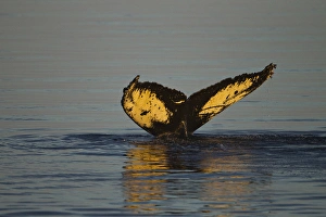North America, USA, Alaska, Fredrick Sound, Humpback Whale, Megaptera novaeangliae, tail North America, USA, Alaska, Fredrick Sound, Humpback Whale, Megaptera novaeangliae, tail