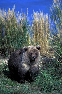North America, USA, Alaska, Katmai National Park. Brown bear (Ursus arctos) cub in North America, USA, Alaska, Katmai National Park. Brown bear (Ursus arctos) cub in