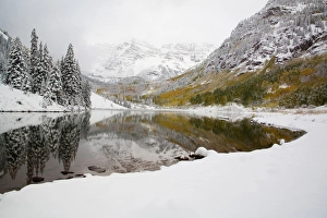North America, USA, Colorado, Maroon Bells, Snow Covered Aspens and Firs With Reflections North America, USA, Colorado, Maroon Bells, Snow Covered Aspens and Firs With Reflections