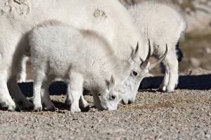 North America - USA - Colorado - Rocky Mountains - Mount Evans. Mountain goat - oreamnos North America - USA - Colorado - Rocky Mountains - Mount Evans. Mountain goat - oreamnos