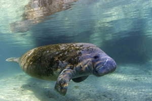North America, USA, Florida, Crystal River. Florida Manatee North America, USA, Florida, Crystal River. Florida Manatee