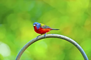 North America, USA, Florida, Immokalee, Painted Bunting North America, USA, Florida, Immokalee, Painted Bunting