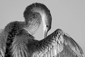 North America, USA, Florida, Melbourne, Anhinga bird in an elegant pose in black and white North America, USA, Florida, Melbourne, Anhinga bird in an elegant pose in black and white