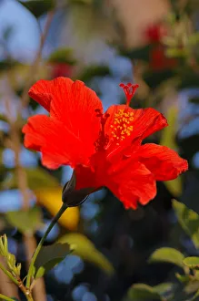 North America, USA, Florida, Ponce Inlet, red Hibiscus North America, USA, Florida, Ponce Inlet, red Hibiscus