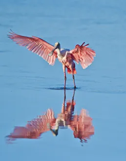 North America, USA, Florida, Sanibel Island, Ding Darling NWR, Roseate Spoonbill North America, USA, Florida, Sanibel Island, Ding Darling NWR, Roseate Spoonbill