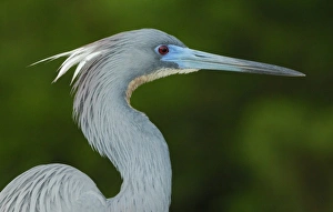 North America, USA, Florida, St. Augustine, a tri-colored heron portrait against a green North America, USA, Florida, St. Augustine, a tri-colored heron portrait against a green