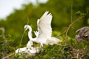 North America, USA, Florida, Venice, Audubon Sanctuary, Common Egret with Nesting North America, USA, Florida, Venice, Audubon Sanctuary, Common Egret with Nesting