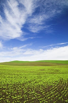 North America, USA, Idaho, Palouse Country, Spring Field of Peas and Wheat Running through North America, USA, Idaho, Palouse Country, Spring Field of Peas and Wheat Running through