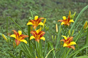 North America, USA, Minnesota, Mendota Heights, Daylily plant North America, USA, Minnesota, Mendota Heights, Daylily plant