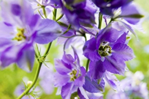North America, USA, Oregon, Willamette Valley, Larkspur Close up growing in Mass North America, USA, Oregon, Willamette Valley, Larkspur Close up growing in Mass