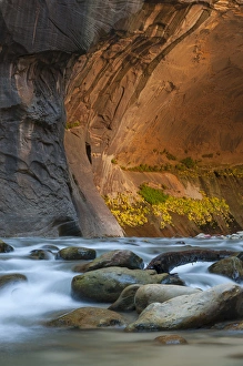 North America, USA, Utah, Zion National Park. Autumn foliage on wall inside the Narrows North America, USA, Utah, Zion National Park. Autumn foliage on wall inside the Narrows