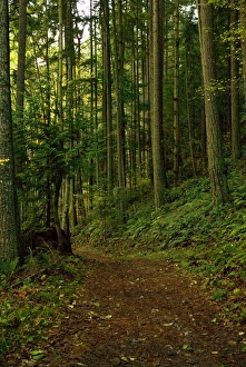 North America, USA, WA, Fidalgo Island, Anacortes Community Forest Lands North America, USA, WA, Fidalgo Island, Anacortes Community Forest Lands