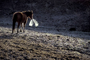 North America, USA, WA, Palouse region, Whitman County blacklit horses and condensing North America, USA, WA, Palouse region, Whitman County blacklit horses and condensing
