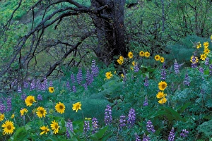 North America; USA; Washington; Columbia River Gorge Balsam Root And Lupine North America; USA; Washington; Columbia River Gorge Balsam Root And Lupine