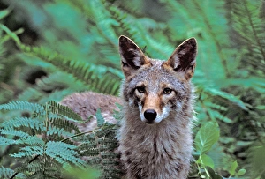 North America; USA; Washington Coyote In Ferns North America; USA; Washington Coyote In Ferns