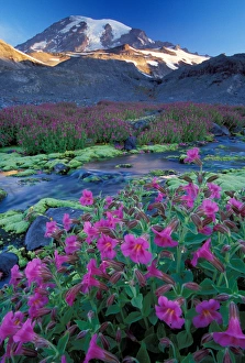 North America; USA; Washington Monkey Flowers North America; USA; Washington Monkey Flowers