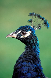 North America; USA; Washington Peacock Portrait North America; USA; Washington Peacock Portrait