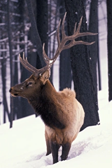 North America, USA, Wyoming, Yellowstone NP, Elk or Wapiti (Cervus elaphus) North America, USA, Wyoming, Yellowstone NP, Elk or Wapiti (Cervus elaphus)