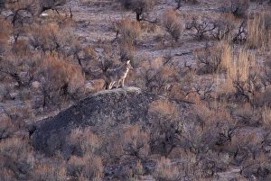 North America, Wyoming, Yellowstone NP, Coyote (Canis latrans) North America, Wyoming, Yellowstone NP, Coyote (Canis latrans)