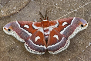 North American Silk Moth Hyalophora gloveri from the Arizona area photographed Sammamish North American Silk Moth Hyalophora gloveri from the Arizona area photographed Sammamish