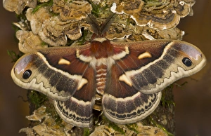 North American Silk Moth Hyalopora columbia photographed Sammamish, Washington North American Silk Moth Hyalopora columbia photographed Sammamish, Washington