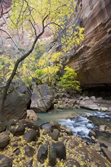 Virgin River Utah Prints: North Fork of Virgin River, Gates of the Narrows, Zion National Park, Utah, Box