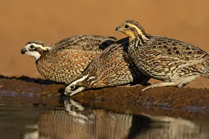 Northern Bobwhite (Colinus virginianus) drinking Northern Bobwhite (Colinus virginianus) drinking