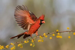 Northern Cardinal (Cardinalis cardinalis) male landing on huisache branch Northern Cardinal (Cardinalis cardinalis) male landing on huisache branch