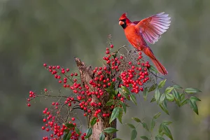 Northern Cardinal (Cardinalis cardinalis) landing Northern Cardinal (Cardinalis cardinalis) landing