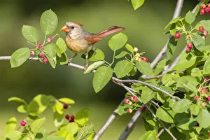 Northern cardinal female eating serviceberry, Marion County, Illinois Northern cardinal female eating serviceberry, Marion County, Illinois
