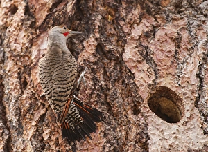 Northern Flicker balanced on the bark of a Ponderosa Northern Flicker balanced on the bark of a Ponderosa