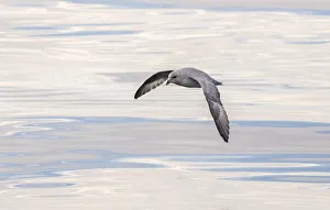 Northern Fulmar, also called Arctic Fulmar (Fulmarus glacialis) near the coast of Northern Fulmar, also called Arctic Fulmar (Fulmarus glacialis) near the coast of