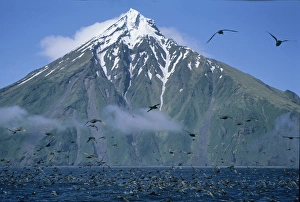 Northern Fulmars in flight below Chagulak Volcano, Aleutian Islands, Alaska, USA Northern Fulmars in flight below Chagulak Volcano, Aleutian Islands, Alaska, USA
