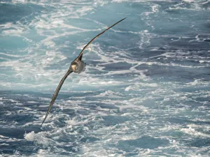 Northern Giant Petrel or Halls Giant Petrel (Macronectes halli) soaring over Northern Giant Petrel or Halls Giant Petrel (Macronectes halli) soaring over