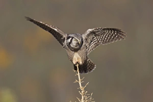 A northern hawk owl surveys the boreal forest for prey from its perch on a spruce A northern hawk owl surveys the boreal forest for prey from its perch on a spruce