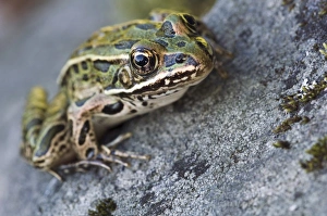 Northern Leopard frog, See-through Island, Blind Pig Channel, Voyageurs National Park Northern Leopard frog, See-through Island, Blind Pig Channel, Voyageurs National Park