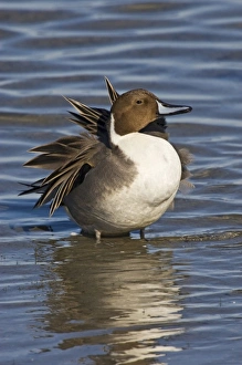 Northern Pintail (Anas acuta) adult, male preening and loafing, winter, Laguna Madre Northern Pintail (Anas acuta) adult, male preening and loafing, winter, Laguna Madre