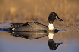 Northern Pintail, Anas acuta, male, Bosque del Apache National Wildlife Refuge, New Mexico Northern Pintail, Anas acuta, male, Bosque del Apache National Wildlife Refuge, New Mexico