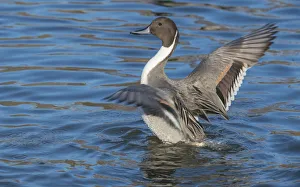 The northern pintail is a duck with wide geographic distribution that breeds in the The northern pintail is a duck with wide geographic distribution that breeds in the