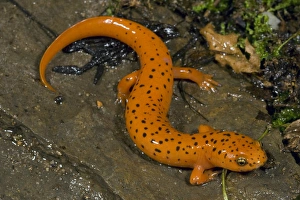 Northern Red Salamander, Pseudotrition ruber, along stream in Central Pennsylvania, USA Northern Red Salamander, Pseudotrition ruber, along stream in Central Pennsylvania, USA